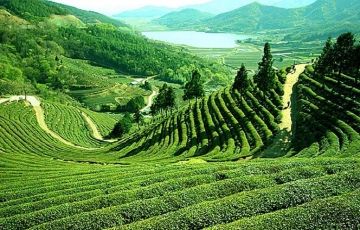Darjeeling, Tea farms
