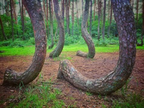 mysterious location, Crooked Forest, Poland