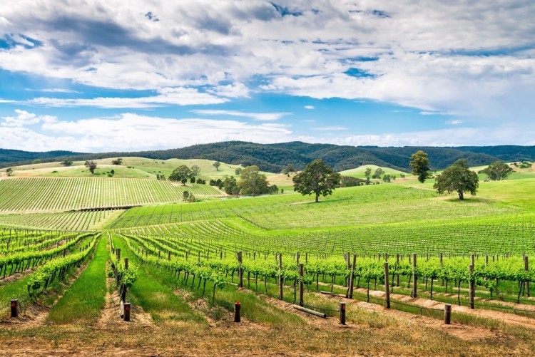 wine regions in australia