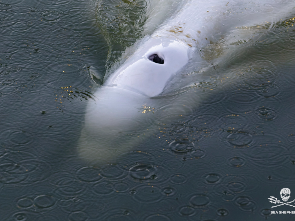  Beluga Whale stuck in Seine River 