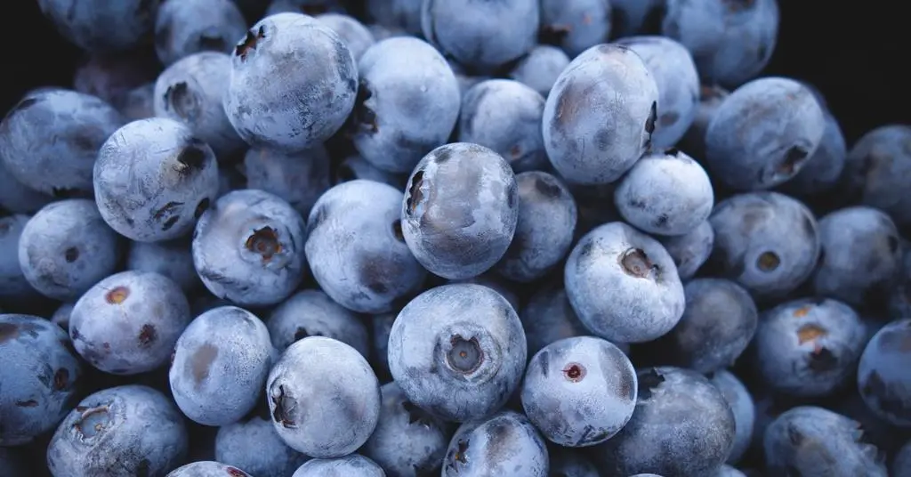 blueberry exports